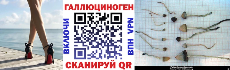 Галлюциногенные грибы Cubensis  что такое   Пятигорск 